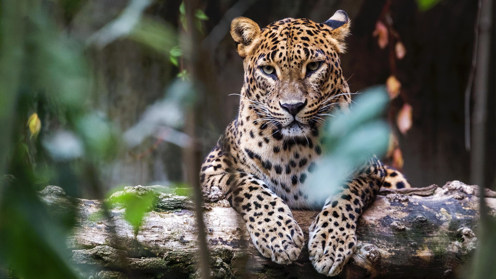 Yala National Park, Sri Lanka